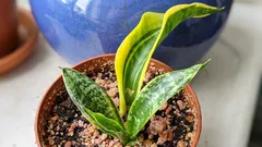 Sansevierie bildet ein Blatt ohne Muster: Pflegefehler oder normal?