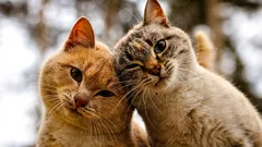 Wie man erkennt, ob Katzen sich mögen: stille Signale der Freundschaft, die Menschen übersehen