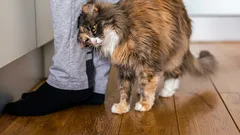 Warum Ihre Katze Sie mit dem Kopf stößt – und was das eigentlich bedeutet