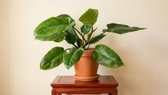 Philodendron in der Wohnung: Wie man das Licht einstellt, damit er schnell wächst und große Blätter hat