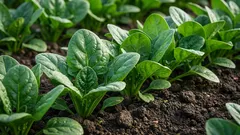 Spinat: Vorteile für Herz, Immunsystem und Knochen – wissenschaftlich betrachtet